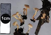 Marasmius palmivorus image