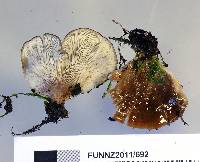 Hohenbuehelia nothofaginea image