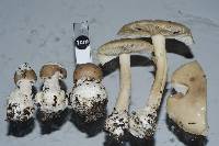 Amanita taiepa image