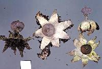 Geastrum tenuipes image