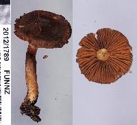 Dermocybe splendida image