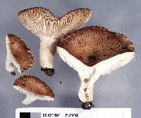 Russula griseostipitata image