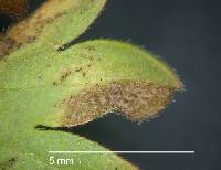 Peronospora conglomerata image