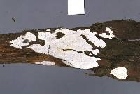 Dendrothele nivosa image