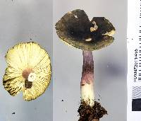 Russula atroviridis image