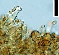 Inocybe dissimilis image