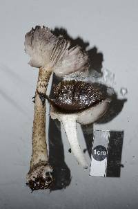 Amanita nigrescens image