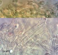 Calyptella totara image