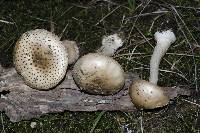 Amanita australis image