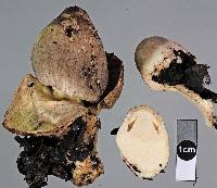 Volvariella volvacea image