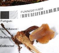 Galerina sideroides image