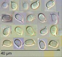 Tricholoma elegans image