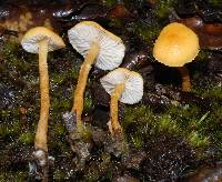 Cystoderma muscicola image