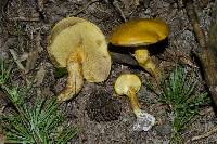 Suillus grevillei image