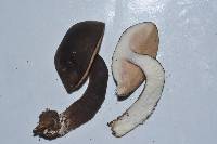 Tylopilus formosus image