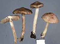 Inocybe sindonia image