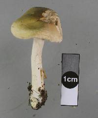 Hebeloma hiemale image