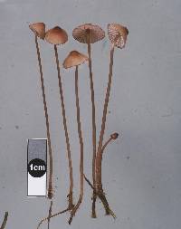 Mycena sanguinolenta image