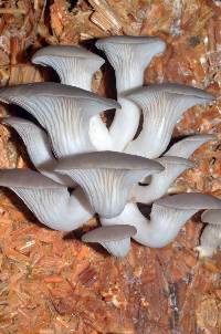 Pleurotus pulmonarius image