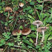 Psilocybe merdaria image