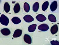 Panaeolus acuminatus image