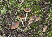 Cortinarius waiporianus image