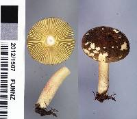 Russula tricholomopsis image