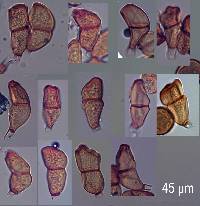 Puccinia polypogonobia image