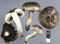 Agaricus californicus image