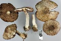 Agaricus horakii image