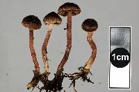 Inocybe dissimilis image