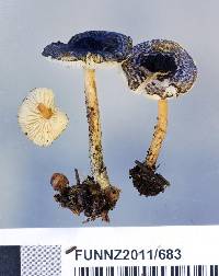 Lepiota calcarata image