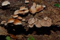 Crepidotus lateralipes image