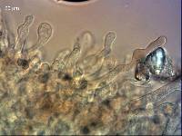 Crepidotus gilvidus image