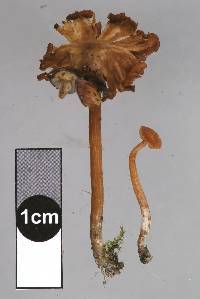 Laccaria pumila image