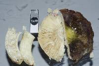 Russula umerensis image