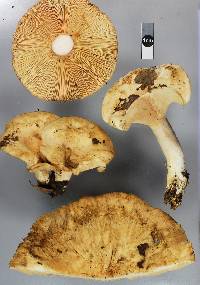 Lactarius pubescens image