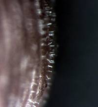 Coprinellus plagioporus image