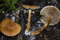 Cortinarius castoreus image