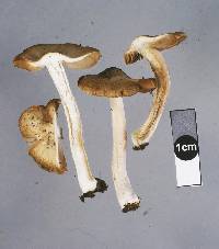 Inocybe brunneidisca image