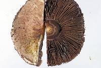 Agaricus dulcidulus image