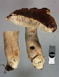 Russula griseostipitata image