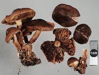 Pholiota multicingulata image