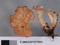 Gloeocantharellus novae-zelandiae image