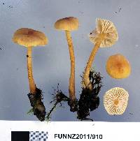 Cystoderma muscicola image