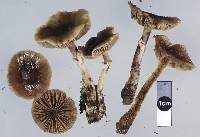 Agrocybe erebia image