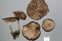 Entoloma sericeum image