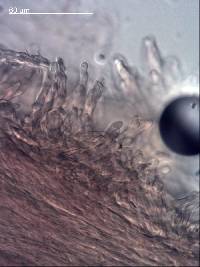 Pleurella ardesiaca image