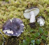 Russula macrocystidiata image