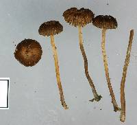 Psilocybe montana image